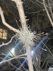 Tillandsia recurvata