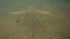 Aetomylaeus vespertilio