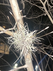 Tillandsia recurvata