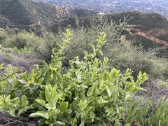 Acourtia microcephala