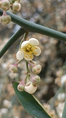 Prinsepia scandens