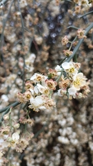 Prinsepia scandens