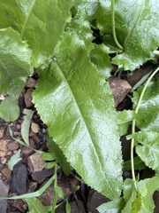 Acourtia microcephala