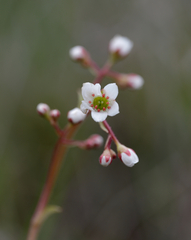 Micranthes californica