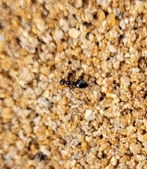 Prenolepis imparis
