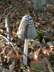 Coprinopsis picacea