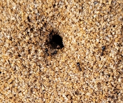 Prenolepis imparis