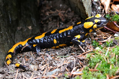 Salamandra salamandra
