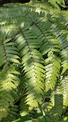 Alsophila spinulosa