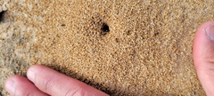 Prenolepis imparis