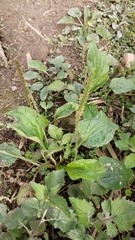 Plantago asiatica