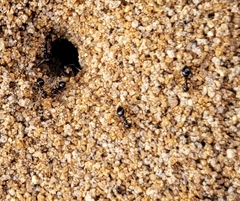 Prenolepis imparis