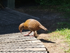 Gallirallus australis