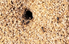 Prenolepis imparis