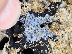 Membranipora membranacea