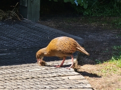 Gallirallus australis