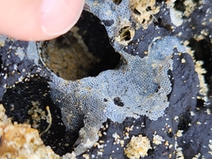 Membranipora membranacea