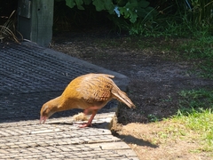Gallirallus australis