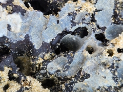 Membranipora membranacea