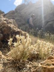 Dasyochloa pulchella