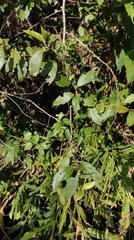 Maesa perlaria formosana