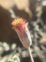 Brickellia incana