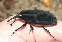 Rhynchophorus palmarum