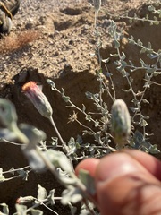 Brickellia incana