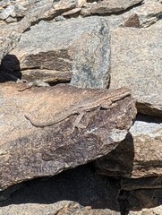 Uta stansburiana elegans