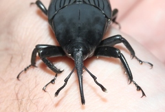 Rhynchophorus palmarum