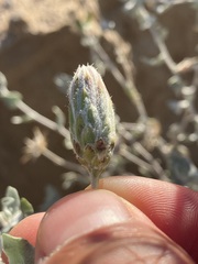Brickellia incana