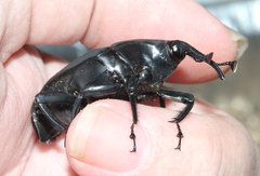 Rhynchophorus palmarum