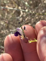 Scutellaria mexicana