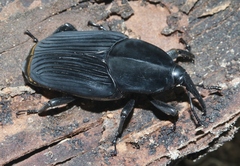 Rhynchophorus palmarum