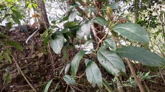 Turpinia formosana