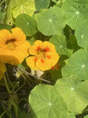 Tropaeolum majus