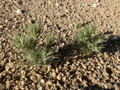 Dasyochloa pulchella