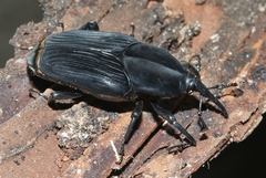 Rhynchophorus palmarum