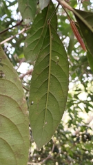Turpinia formosana