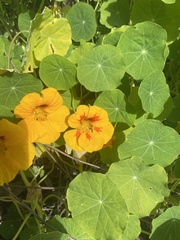 Tropaeolum majus