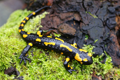 Salamandra salamandra