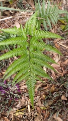 Arachniodes aristata