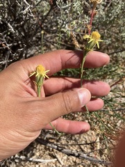 Adenophyllum cooperi