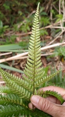 Arachniodes aristata