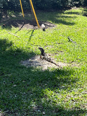 Iguana iguana