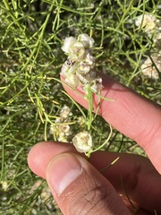 Ambrosia salsola