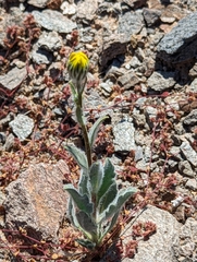 Geraea canescens