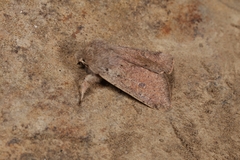 Orthosia cruda