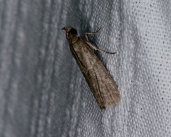 Ectomyelois ceratoniae