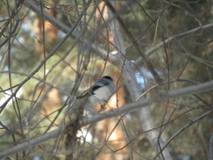 Pyrrhula pyrrhula cineracea